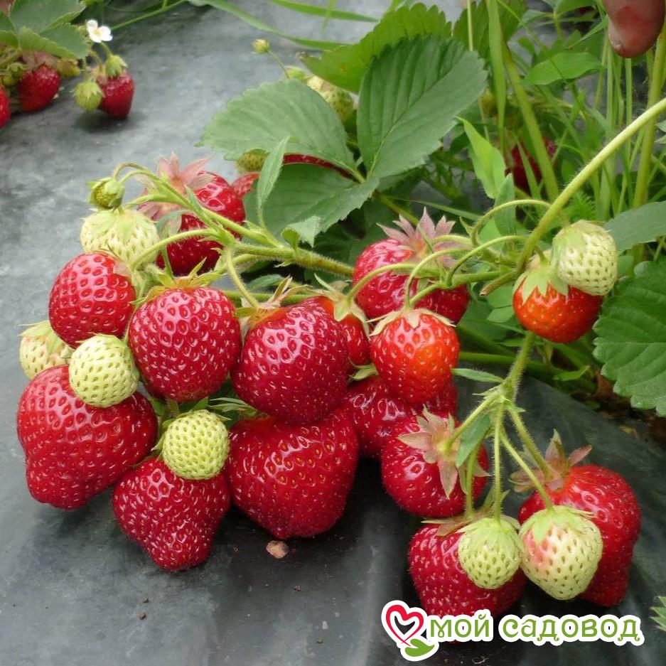 Клубника Индука