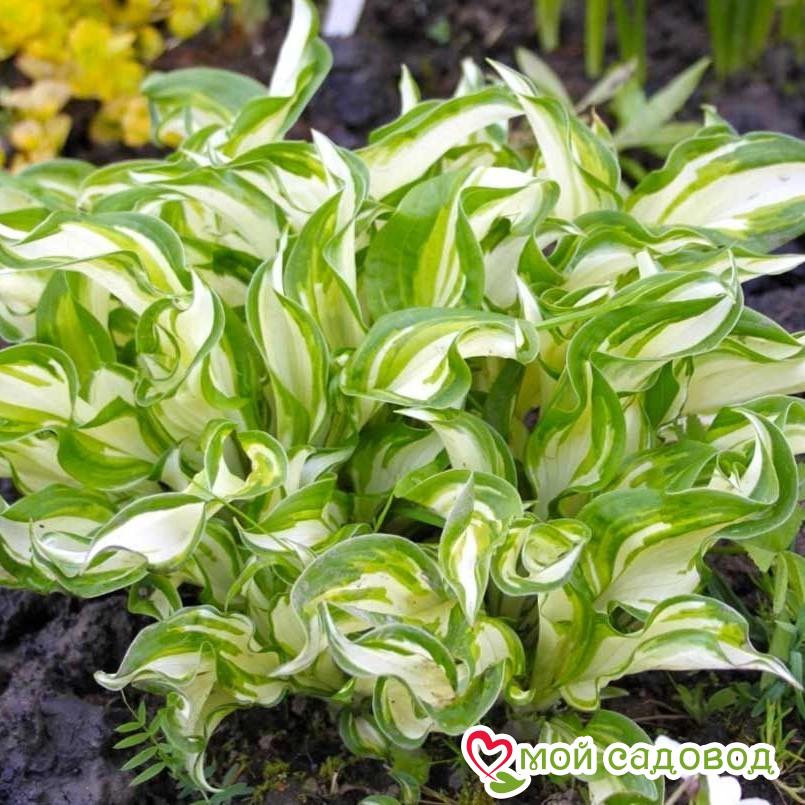 Хоста Киви Сперминт