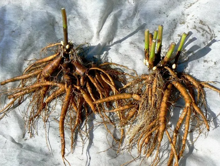 Лилейник Кобальт Дон